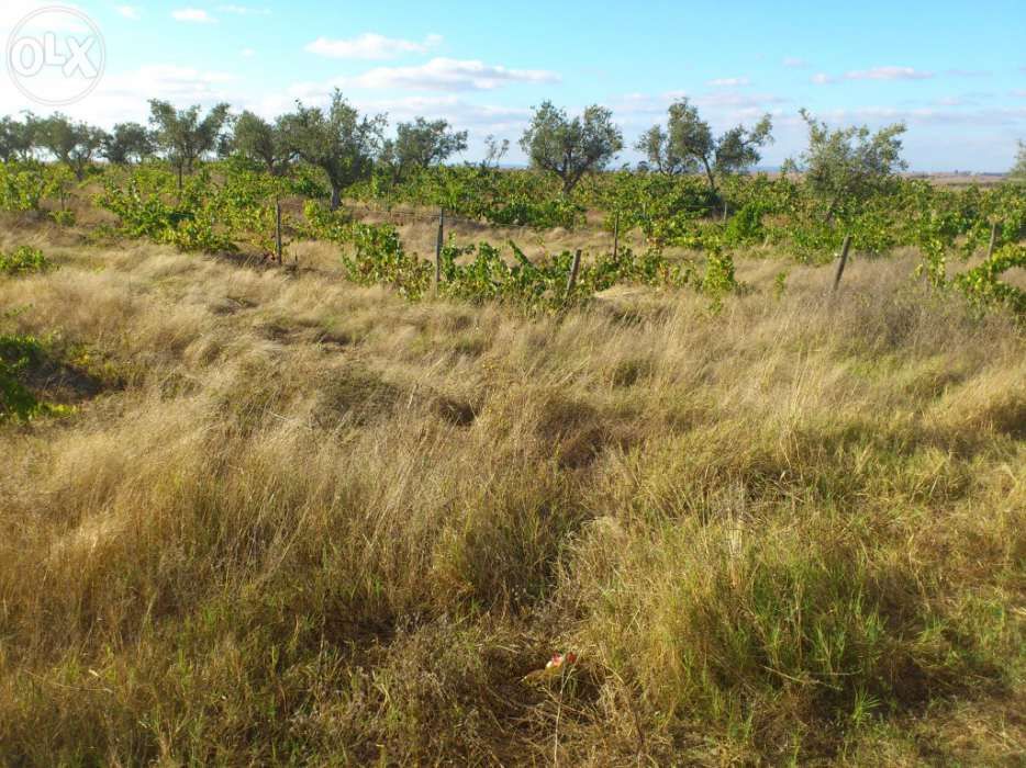 Quinta com luz, 1 hectare com 900 pés de vinha e 80 oliveiras