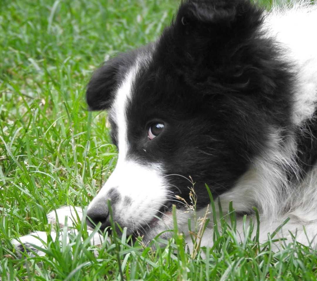 Szczeniak border collie Didi z Uroczyska ZKwP/FCI, suczka black&white