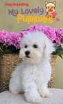 Bichon frise, cudna dziewczynka