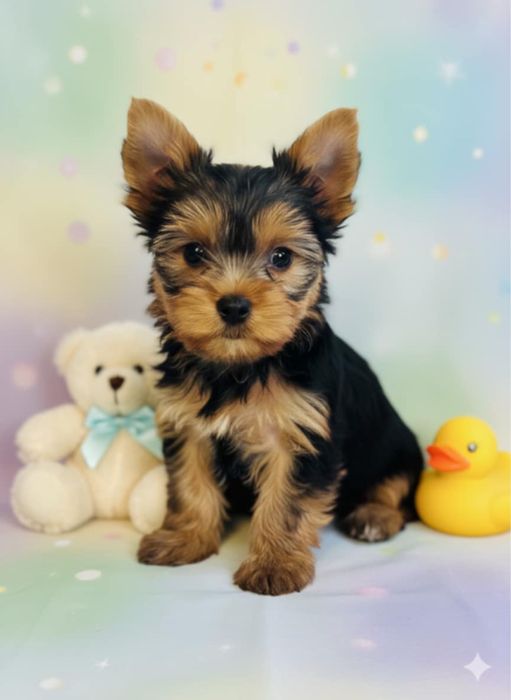 Yorkshire terrier suczka malutka