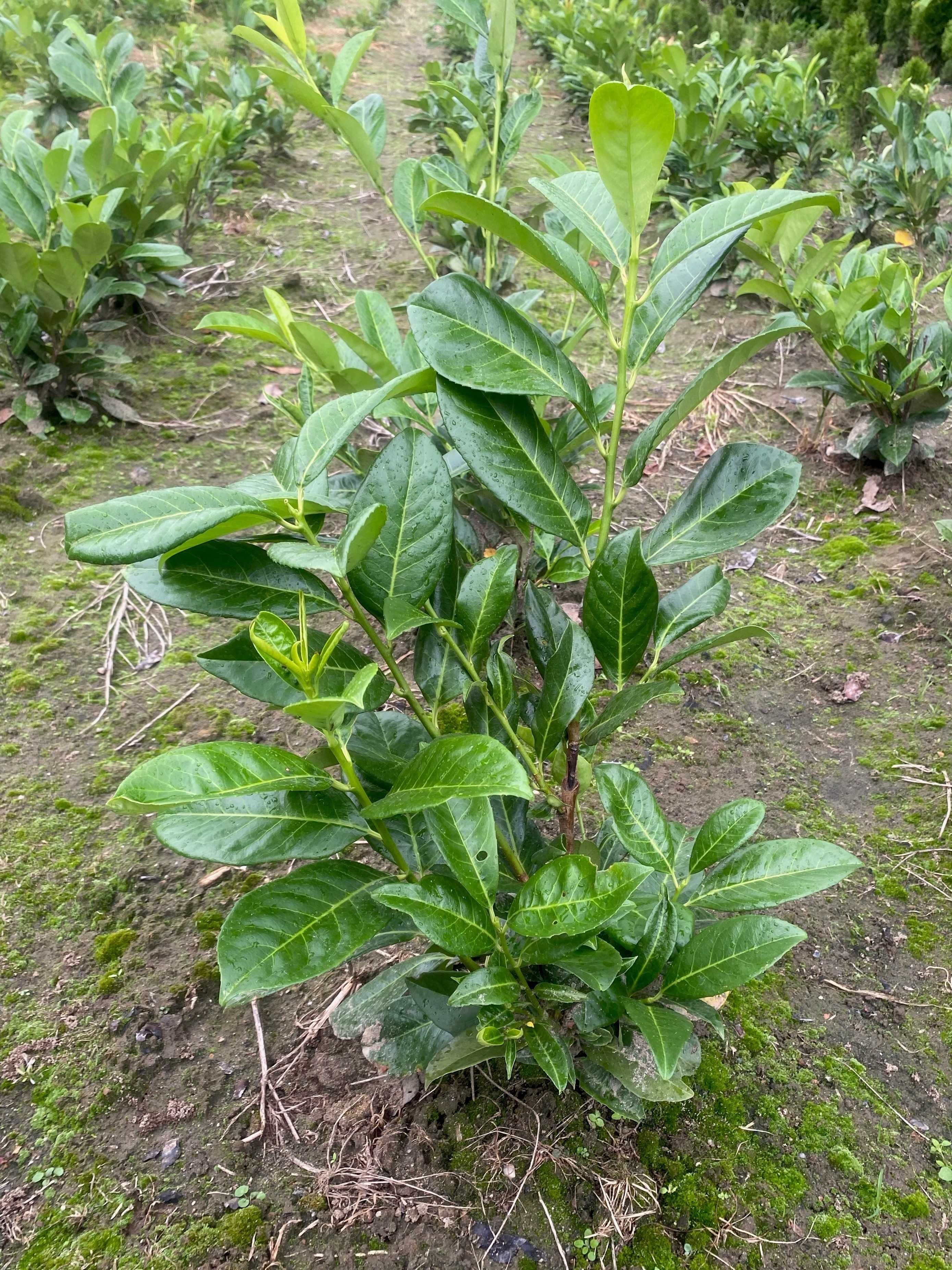 Laurowiśnia wschodnia Novita! Rotundifolia! Prunus! Etna! 150 cm!