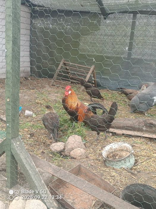 Sprzedam kury I koguty ozdobne