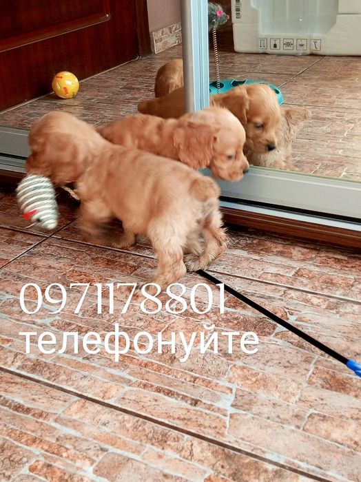 Сміливі та віддані, спанієлі грайливі та веселі подарують море емоцій.