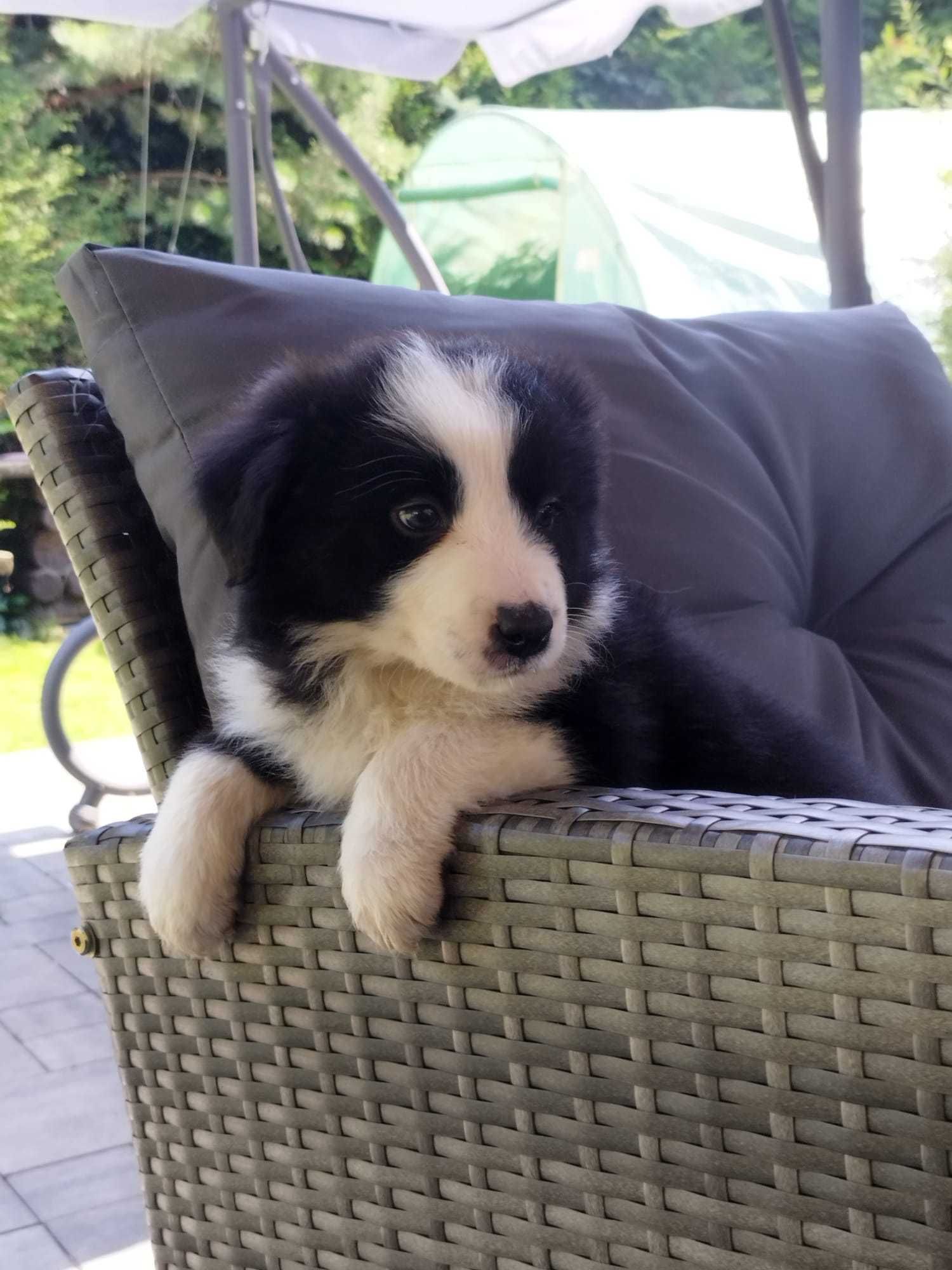 Border Collie - piękna i dostojna Carmen
