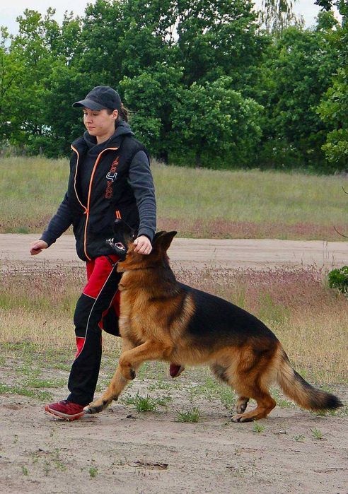 Німецька Вівчарка -  сука, від провірених та тестованих батьків! КСУ