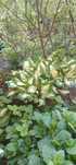 Piekna funkia- hosta wieloletnia