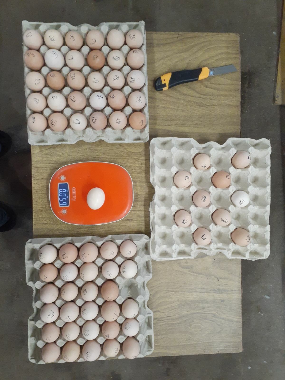 Яйця для інкубації бройлери іипорт