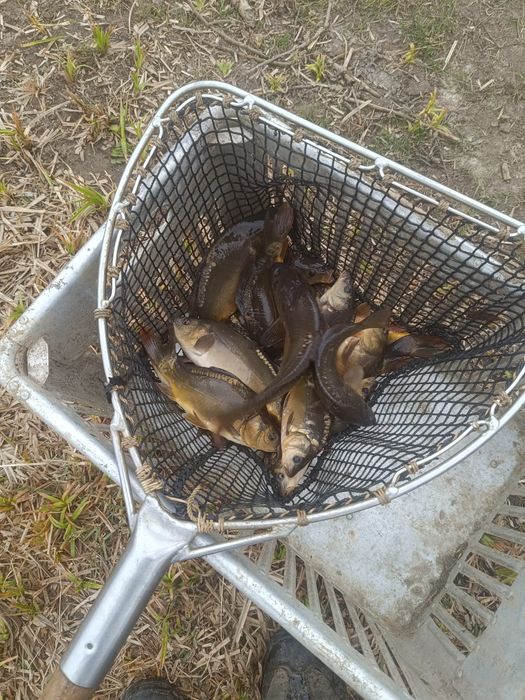 Sprzedam kroczek Karpia