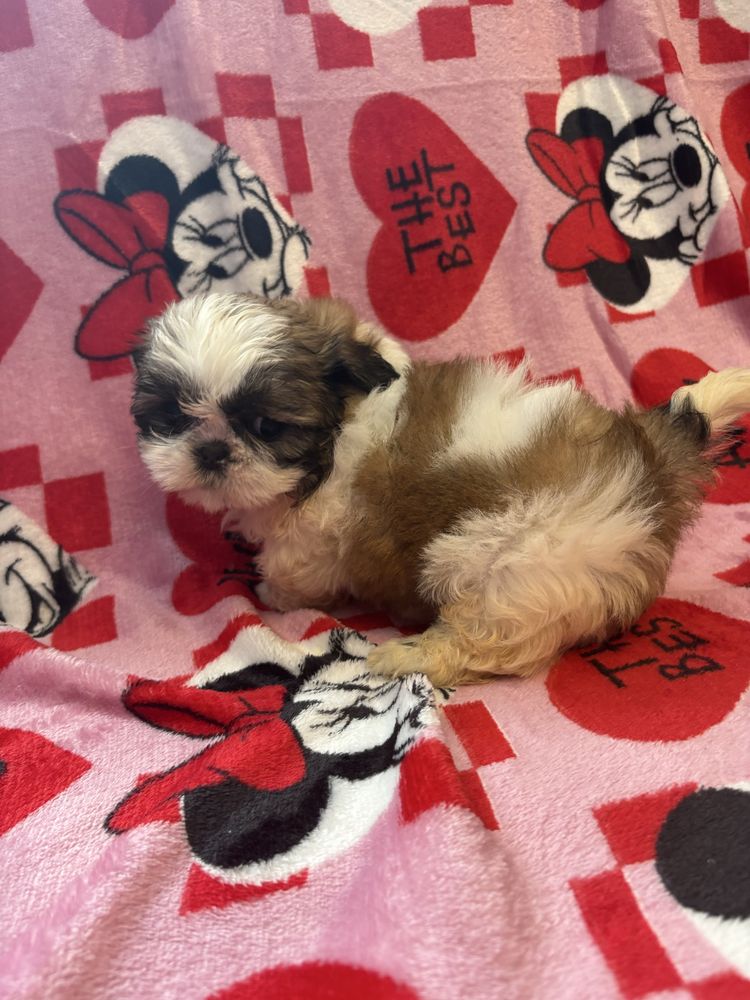 Shih tzu miniaturka suczka do odbioru