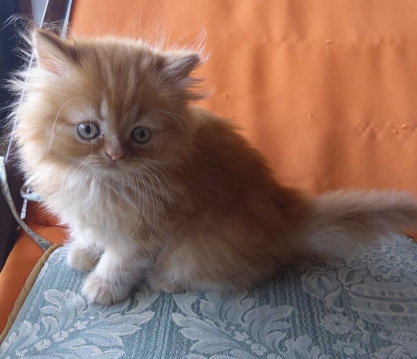 Gatinho persa muito dócil