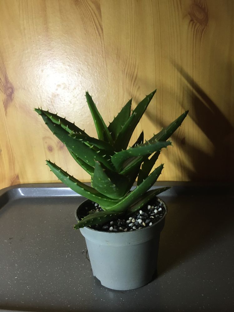Aloes leczniczy 22 cm. Uprawa ekologiczna