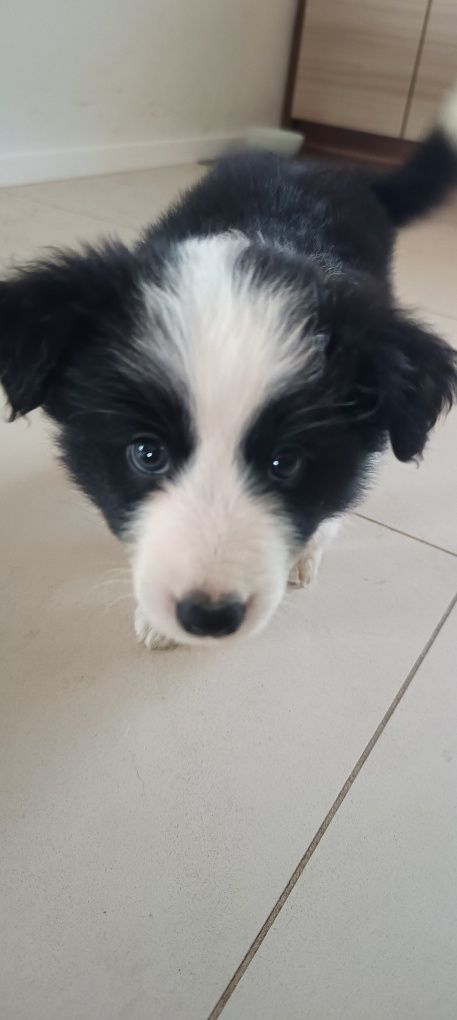 Border collie dziewczynka FCI zkwp szczeniak