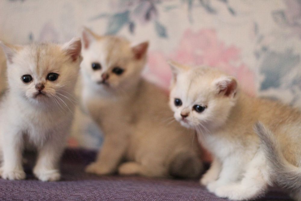 Детки серебристая шиншилла