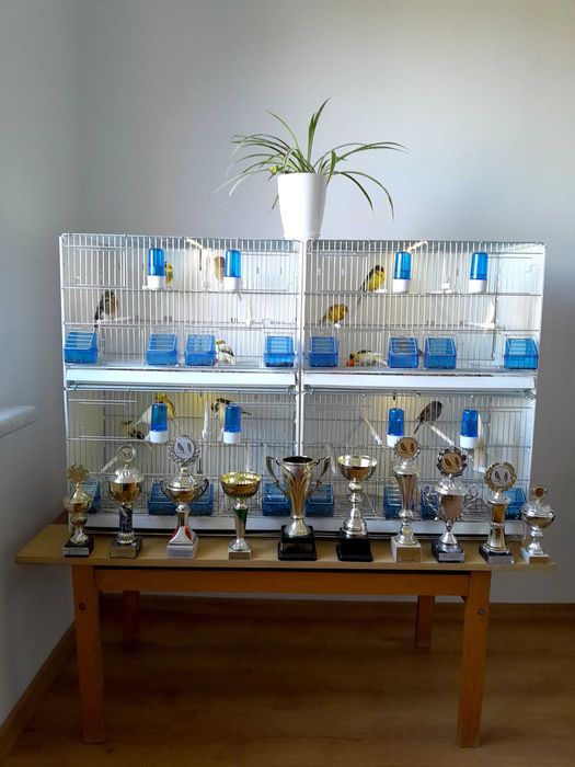 Sprzedam kanarki glostery,  samce I samice z koroną i bez 2025 roku.