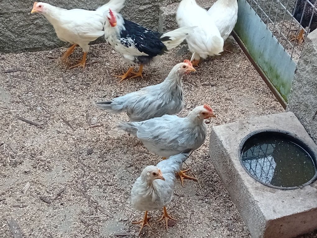 Leghorn isabella, exchequer