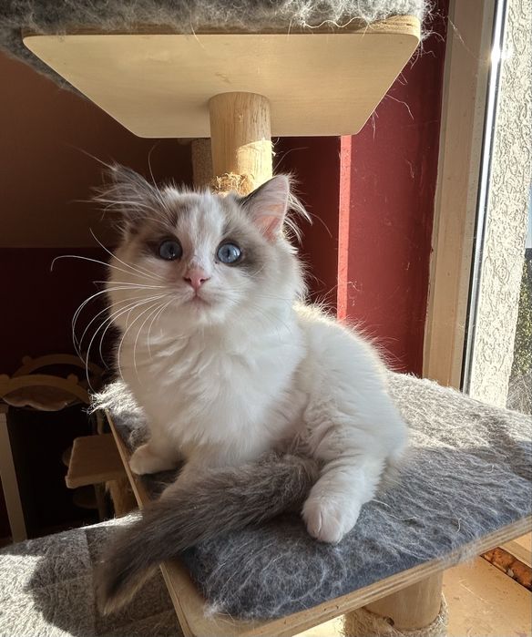 Ragdoll kotek Urwis kocurek