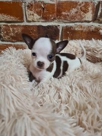 Chihuahua chłopczyk biało czekoladowy!