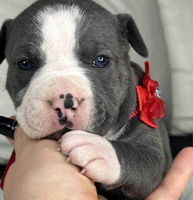 American Staffordshire Terrier Suczka 1