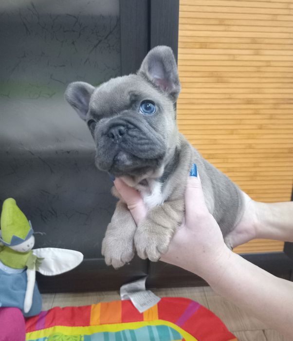 Французская очаровашка