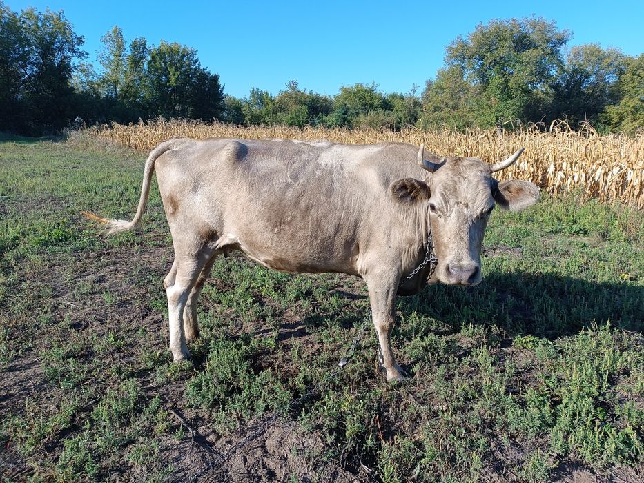 Продам корову цена договорная