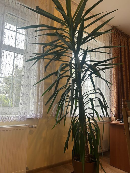 Yucca domowa, piękny kwiat