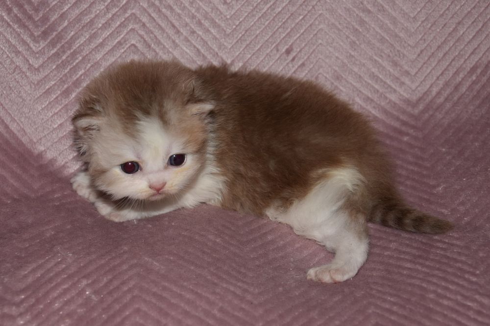 Kotka Brytyjska Długowłosa cynamonowy bikolor