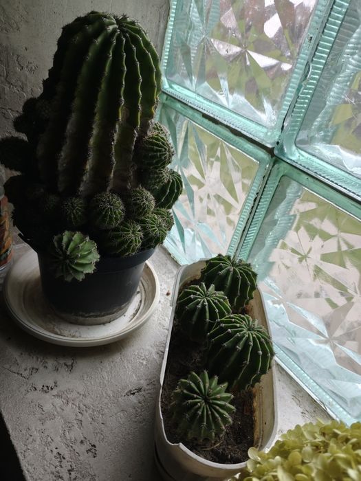 Кактуси дуже гарно цвітуть