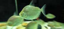 7 Peixes Silver Dollar