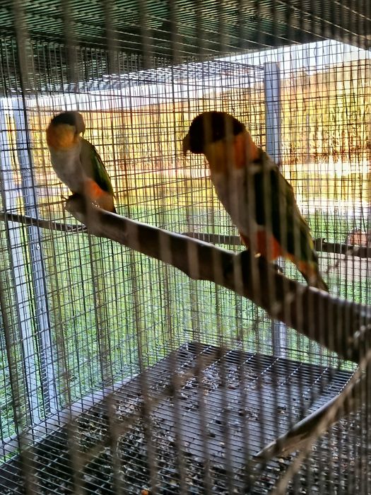 Vendo casal de marianinhas prontas a criar