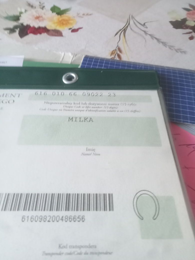 Sprzedam źrebicę dwu letnią