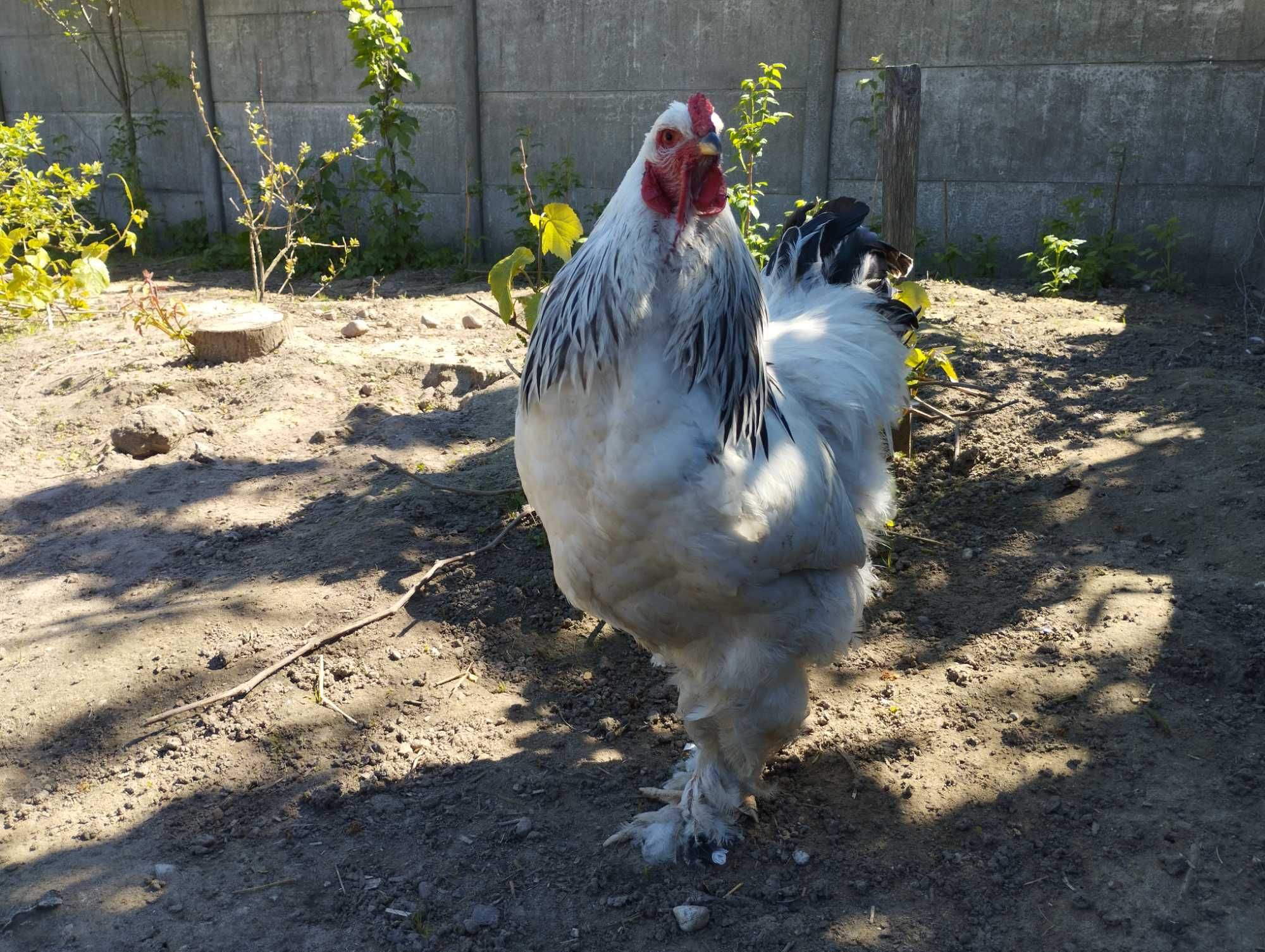 Kogut Brahma Olbrzymia Gronostajowa