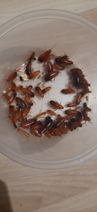 Messor barbarus kolonia 5- 10 robotnic + potomstwo + zestaw pokarmowy