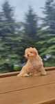 Urocze Szczenięta Maltipoo  • GOTOWE DO ODBIORU •