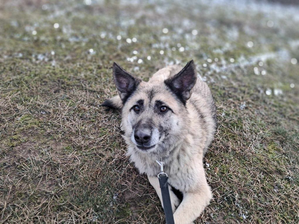 Do pilnej adopcji!