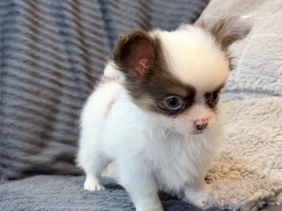 Chihuahua piesek bialo czekoladowy