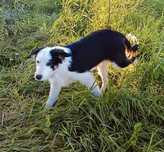 Border collie szczeniak samiec