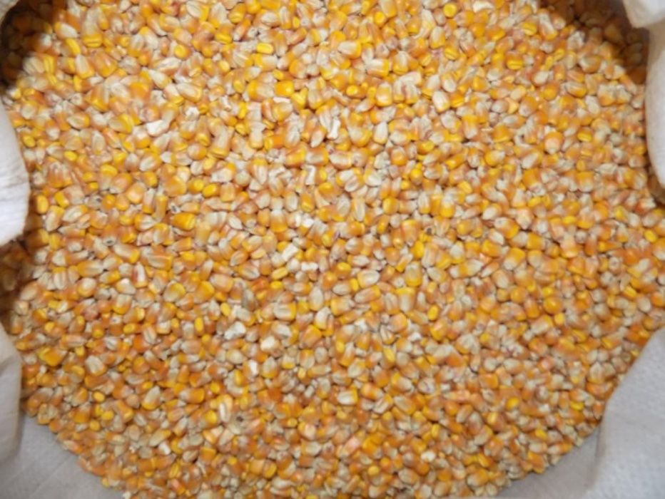 Kukurydza , śruta kukurydziana (pszenica , pszenżyto)