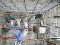 Agapornis Roseicollis