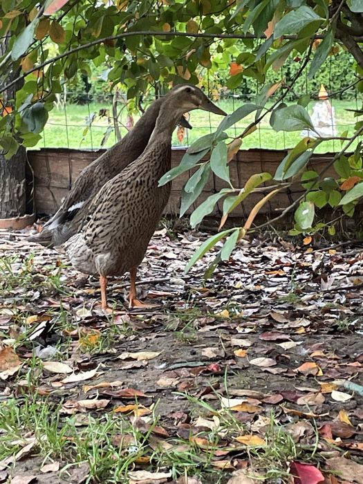 Parka biegusów- pogromców slimakow