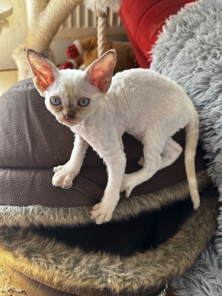 Piękna koteczka Devon Rex