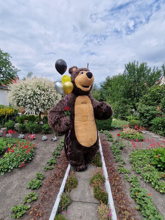 Miś Domiś, Miś Niko, Miś Panda do wynajęcia na każdą okazję.