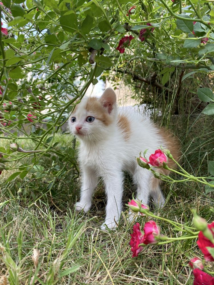 Кошенята,коти, котята