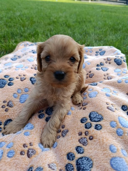 Cavapoo Piesek Cavalier+Pudel