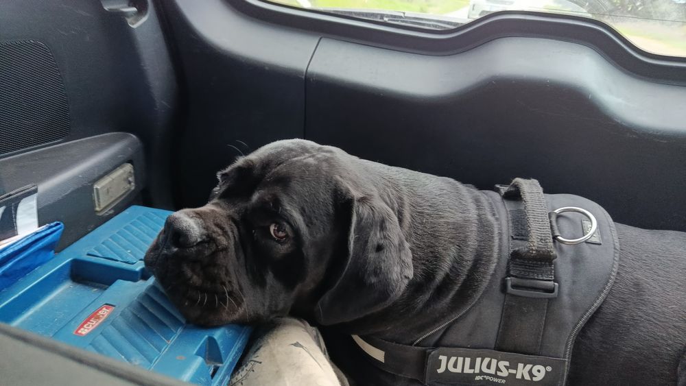 Dá-se Cane Corso com 2 anos documentação em dia