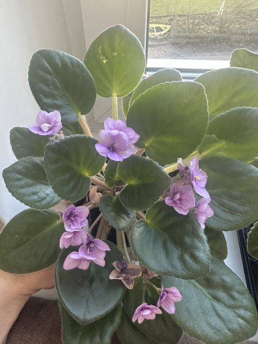 Кімнатні рослини