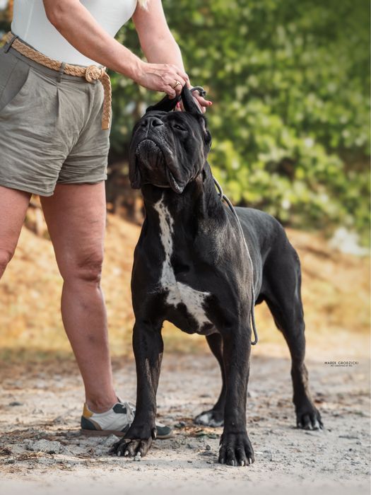 Cane Corso Italiano Bellissima Del Dog House FCI