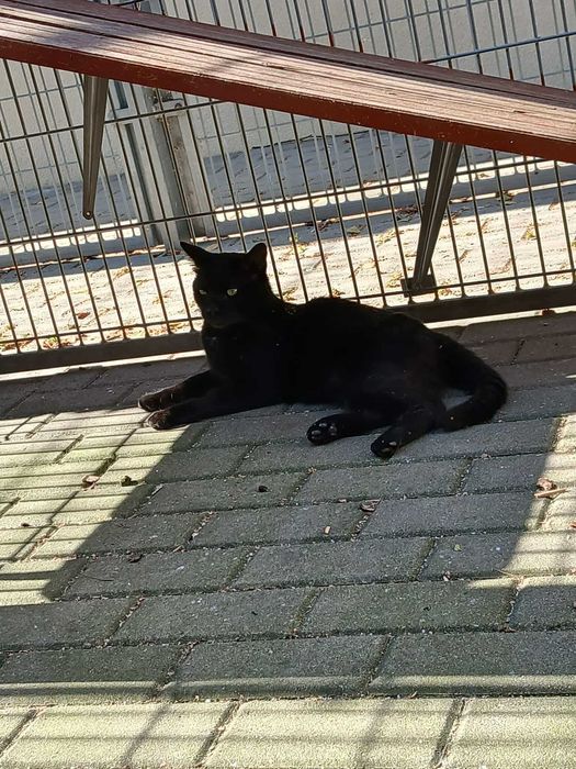 Czarny Kraken wypatruje domu zza krat częstochowskiego schroniska