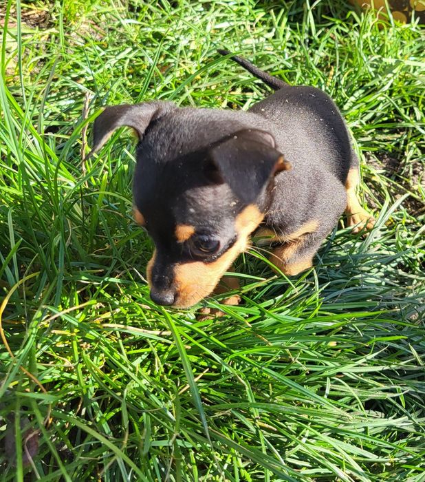 Pinczer miniaturowy suczka