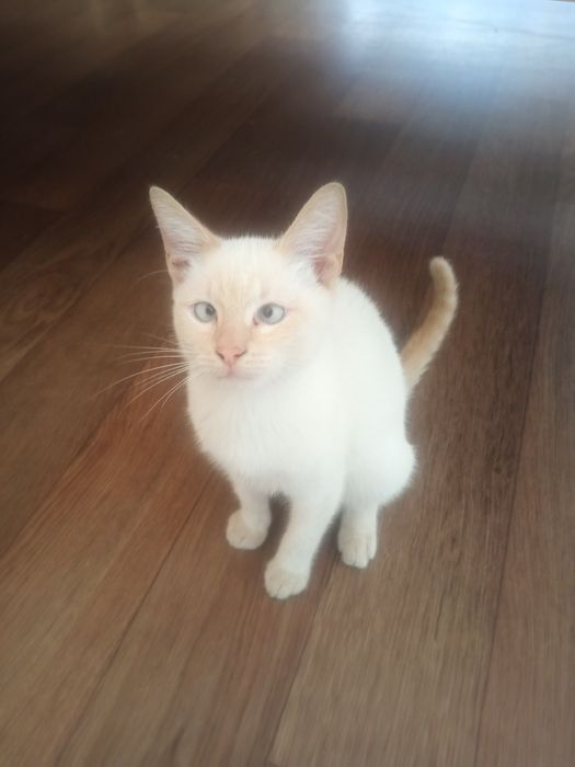 Кошеня у добрі руки