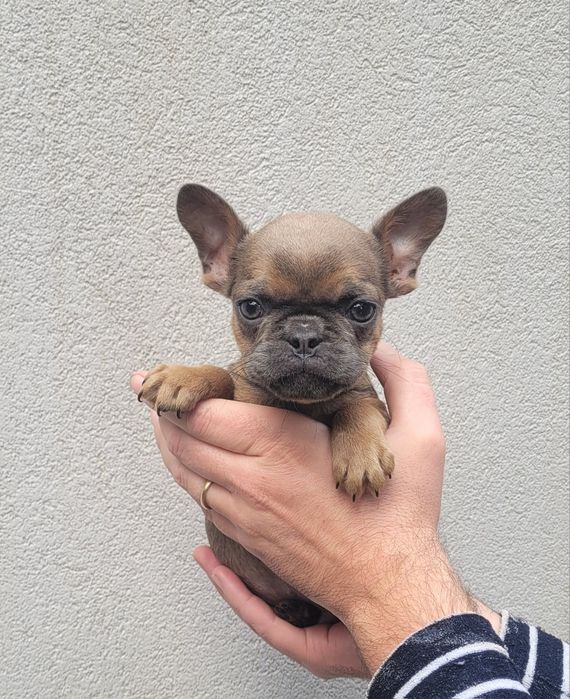 Bulldog exótico macho